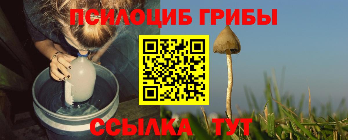 Галлюциногенные грибы Psilocybe  Вход с VPN  Россошь  Галлюциногенные грибы Psilocybine cubensis 